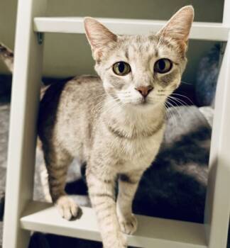 Rescue Domestic Short Hair Cats for Adoption in Fort Worth, Texas - Landie | PetCurious