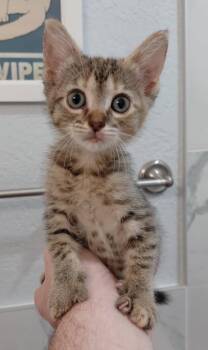 Tabby Cats Available for Adoption in San Antonio, Texas - Peanut | PetCurious