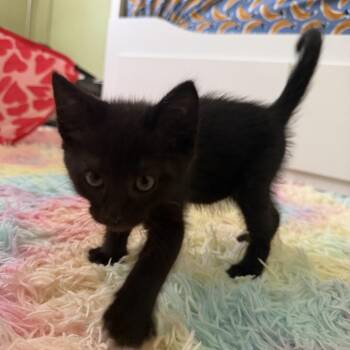 Binx -  Domestic Medium Hair Cat for Adoption in Pleasanton, California - Binx | PetCurious