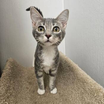 Lucky Charms -  Domestic Short Hair Cat for Adoption in Grantsville, Utah - Lucky Charms | PetCurious