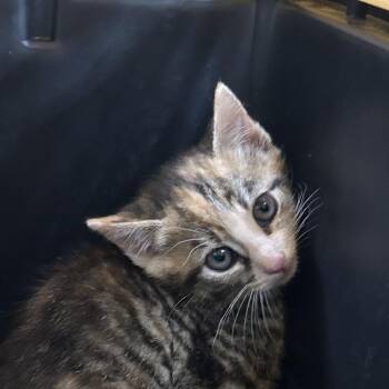 Domestic Short Hair Cats Available for Adoption in Greensboro, North Carolina - METALLICA | PetCurious