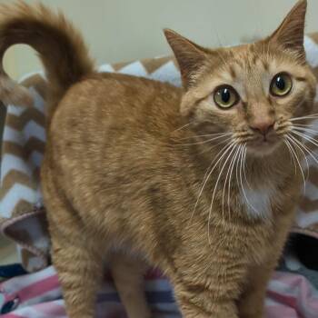Ginger- Best friends with Miss Kitty -  Domestic Short Hair Cat for Adoption in West Jefferson, Ohio - Ginger- Best Friends With Miss Kitty | PetCurious