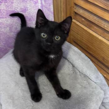 Sammy -  Domestic Short Hair Cat for Adoption in Grantsville, Utah - Sammy | PetCurious