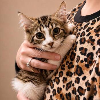 Faith Hill -  Domestic Medium Hair Cat for Adoption in Winchester, Virginia - Faith Hill | PetCurious