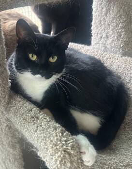 Rescue Tuxedo Cats for Adoption in Capshaw, Alabama - REECES | PetCurious
