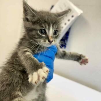 Rescue Domestic Short Hair Cats for Adoption in Eureka, California - Fergus | PetCurious