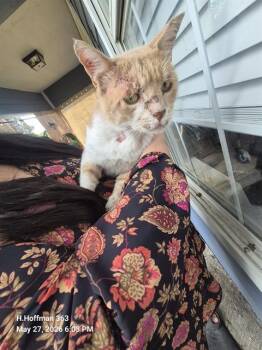Domestic Short Hair Cats Available for Adoption in San Antonio, Texas - PHOENIX | PetCurious
