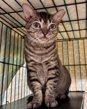 Smoosh -  Tabby Cat for Adoption in Palmyra, Virginia - Smoosh | PetCurious