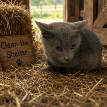 Riptide -  Domestic Short Hair Cat for Adoption in Columbiana, Alabama - Riptide | PetCurious