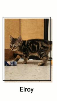 Elroy -  Domestic Short Hair Cat for Adoption in Caistor Centre, Ontario - Elroy | PetCurious
