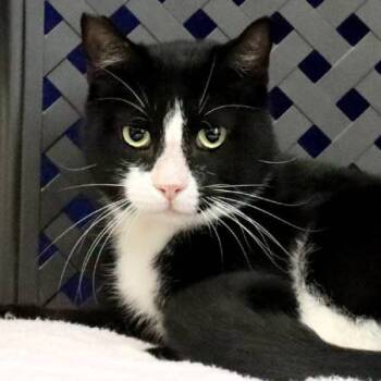 Rescue Domestic Short Hair Cats for Adoption in Fort Davis, Texas - Bandit | PetCurious
