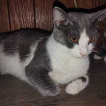 Domestic Short Hair Cats Available for Adoption in Charlottesville, Virginia - Jenny | PetCurious