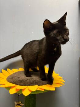 Rescue Domestic Short Hair Cats for Adoption in Rock Falls, Illinois - Whisk | PetCurious