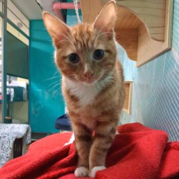 Sprout -  Domestic Short Hair Cat for Adoption in Hudson, New York - Sprout | PetCurious