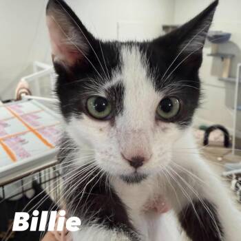 Billie Silverman -  Domestic Short Hair Cat for Adoption in Eagle Mountain, Utah - Billie Silverman | PetCurious