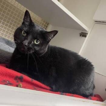 Domestic Short Hair Cats Available for Adoption - Luna | PetCurious