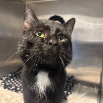 Domestic Short Hair Cats Available for Adoption in Buffalo, New York - Inky D. | PetCurious