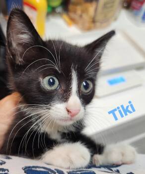Tiki -  Domestic Short Hair Cat for Adoption in Longwood, Florida - Tiki | PetCurious