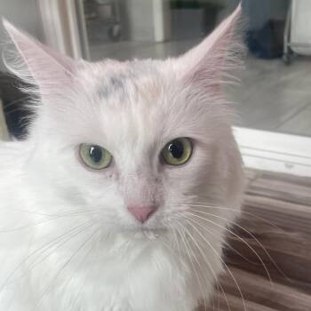Domestic Long Hair Cats Available for Adoption - Saltine | PetCurious