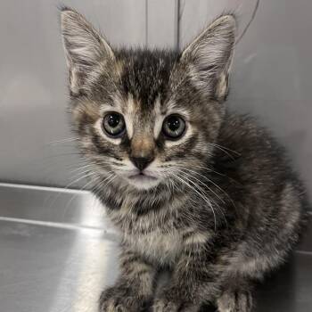 Domestic Short Hair Cats Available for Adoption in Washburn, Missouri - Geranium | PetCurious
