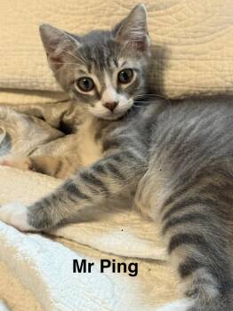 Mr Ping -  Domestic Short Hair Cat for Adoption in Plumerville, Arkansas - Mr Ping | PetCurious