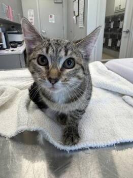 Corn Dog -  Domestic Short Hair Cat for Adoption in Lafayette, Indiana - Corn Dog | PetCurious