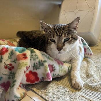 Rescue Domestic Short Hair Cats for Adoption in Vine Grove, Kentucky - Pretzel | PetCurious