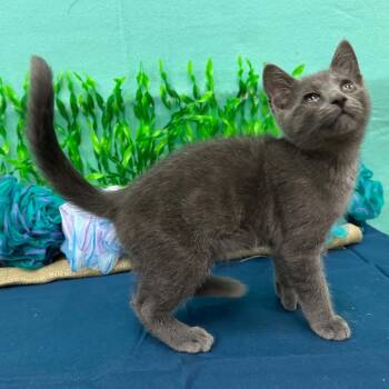 Marlin -  Domestic Short Hair Cat for Adoption in Xenia, Ohio - Marlin | PetCurious