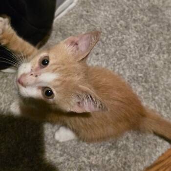 Oscar -  Domestic Short Hair Cat for Adoption in Natchitoches, Louisiana - Oscar | PetCurious