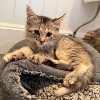 Gin -  Domestic Short Hair Cat for Adoption in Los Angeles, California - Gin | PetCurious