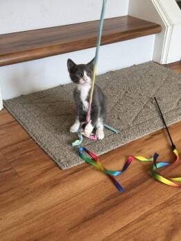 Cally -  Domestic Short Hair Cat for Adoption - Cally | PetCurious