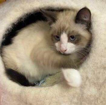 Rescue Siamese Cats for Adoption in Southern Pines, North Carolina - Loudon - Seal Point Siamese | PetCurious