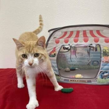 Smitty -  Domestic Short Hair Cat for Adoption in Red Wing, Minnesota - Smitty | PetCurious