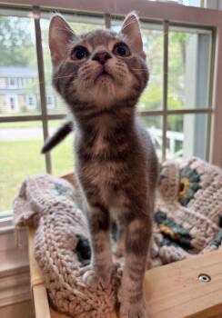 Periwinkle -  Domestic Short Hair Cat for Adoption in Rootstown, Ohio - Periwinkle | PetCurious