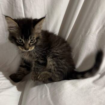 Domestic Medium Hair Cats Available for Adoption in Sunnyvale, California - Jet (blue) | PetCurious