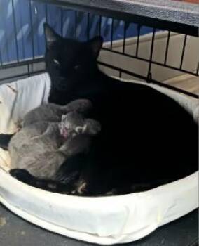 Leslie -  Domestic Short Hair Cat for Adoption in West Memphis, Arkansas - Leslie | PetCurious