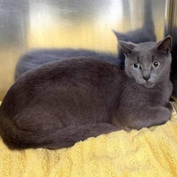 Mama -  Domestic Short Hair Cat for Adoption in Warrensburg, Missouri - Mama | PetCurious