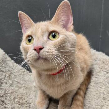 Whisper -  Domestic Short Hair Cat for Adoption in Buffalo, New York - Whisper | PetCurious