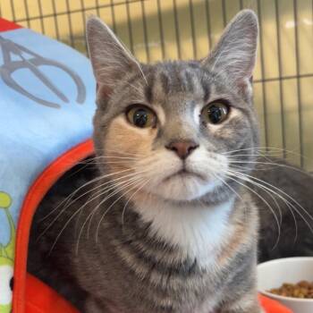 Domestic Short Hair Cats Available for Adoption in Saint Charles, Missouri - Hazel | PetCurious