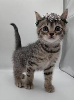 Natasha -  Domestic Short Hair and Tabby Cat Available for Adoption in Mobile, Alabama - Natasha | PetCurious