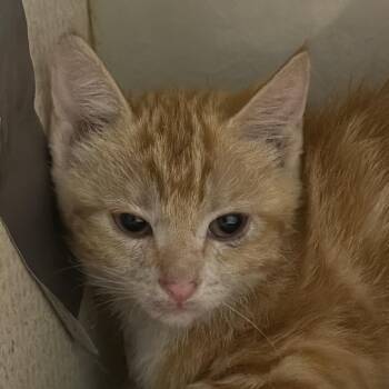 Domestic Short Hair Cats Available for Adoption in Yuma, Arizona - Orangesicle | PetCurious