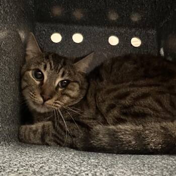 Domestic Short Hair Cats Available for Adoption in Edinburg, Texas - Ike (11) | PetCurious