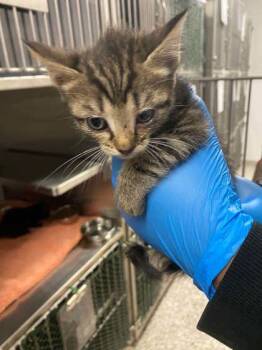 Domestic Short Hair Cats Available for Adoption in Gastonia, North Carolina - Burgundy Band | PetCurious