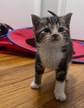 Basil -  Domestic Short Hair Cat for Adoption in Elmira, New York - Basil | PetCurious
