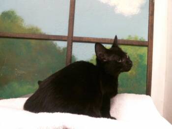 A2086136 -  Domestic Short Hair Cat for Adoption in Houston, Texas - A2086136 | PetCurious