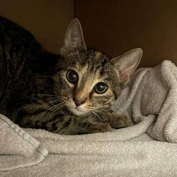 Esma -  Domestic Short Hair Cat for Adoption in Pittsburgh, Pennsylvania - Esma | PetCurious