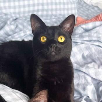 Domestic Short Hair Cats Available for Adoption in New Orleans, Louisiana - Bumbleberry | PetCurious