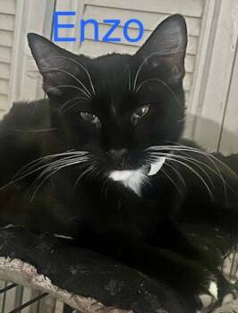 Enzo -  Domestic Short Hair Cat for Adoption in Glendale, Arizona - Enzo | PetCurious
