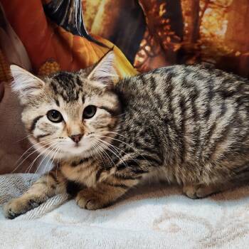 Rescue Domestic Short Hair Cats for Adoption in Brighton, Missouri - Letiche | PetCurious