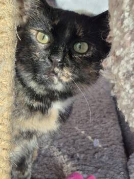 Domestic Short Hair Cats Available for Adoption - Gingerbread (Ginger) | PetCurious